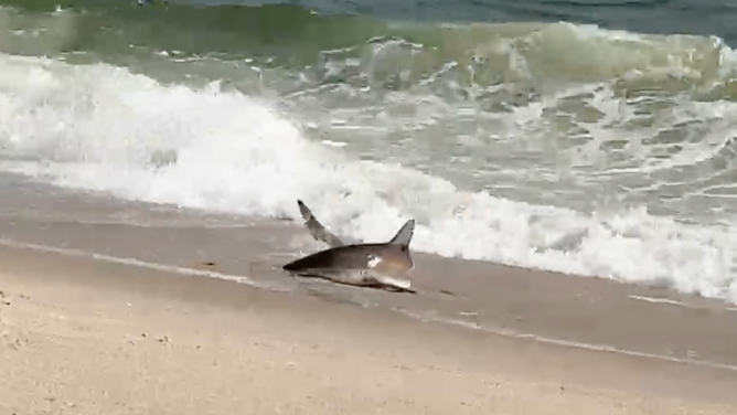The catch, a shark, is reeled onto shore.