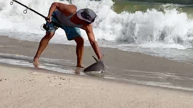The fisherman bends down to pick up the shark, and later releases the fish back into the ocean.