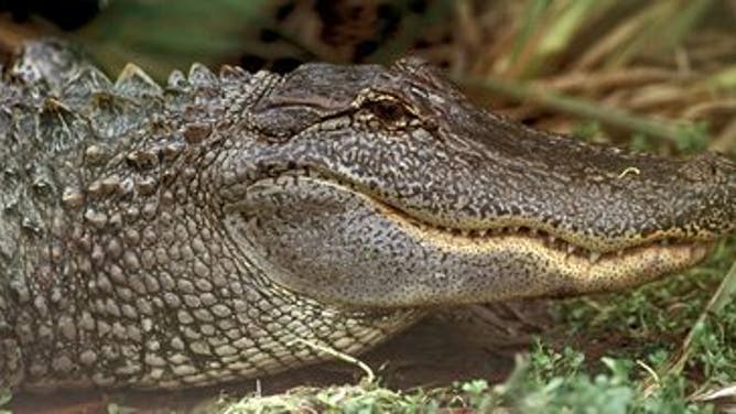 Closeup of an American alligator, or Alligator mississippiensis.