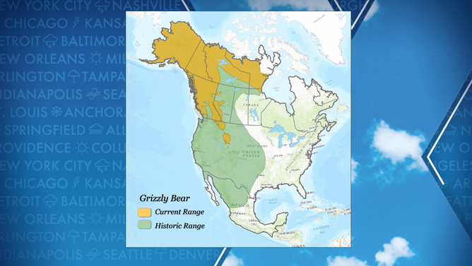 Grizzly Bear Population