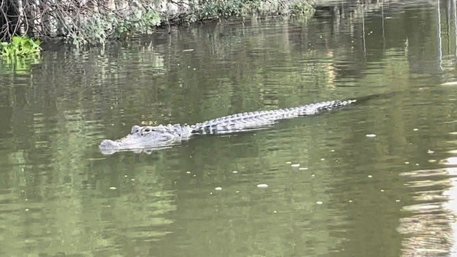 Alligator sinks its teeth into a rowing boat in Texas | Fox Weather