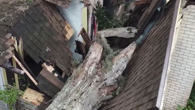 Home crushed by zombie tree in Florida