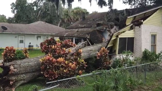 Home crushed by zombie tree in Florida