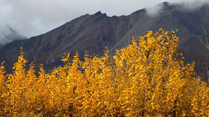 Alaska Fall Leaves Change