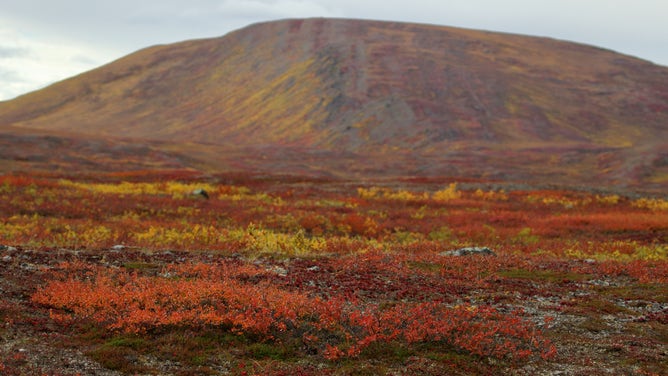 Alaska Fall Leaves Change