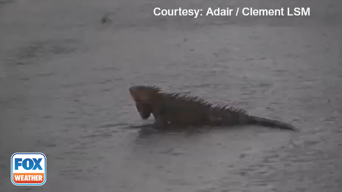 Reptile crossing flooded street