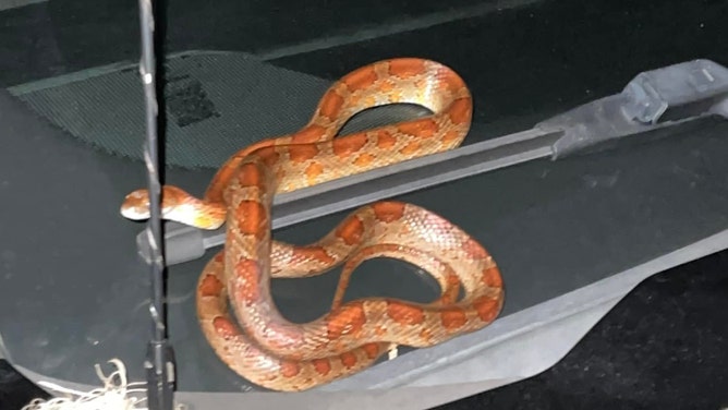 Slithering Snake::Appstore for Android