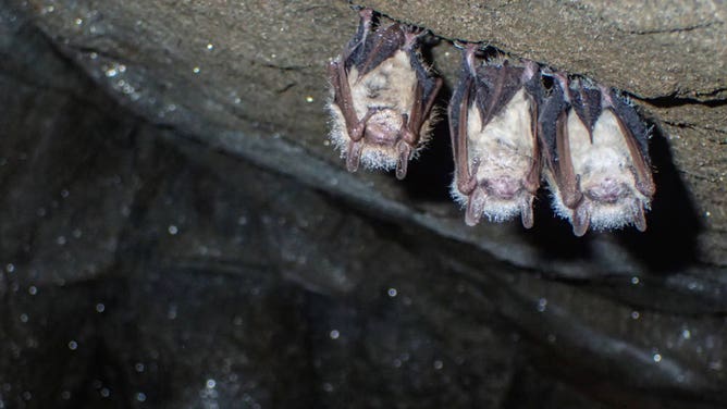 Tricolored bats in 2018