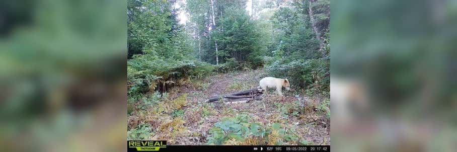 Rare white black bear believed to have been killed by wolves after being caught on Michigan trail camera