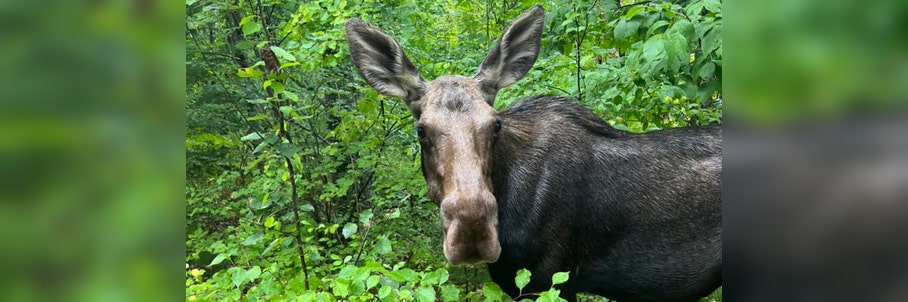 Watch: Loose moose meanders through Massachusetts neighborhood