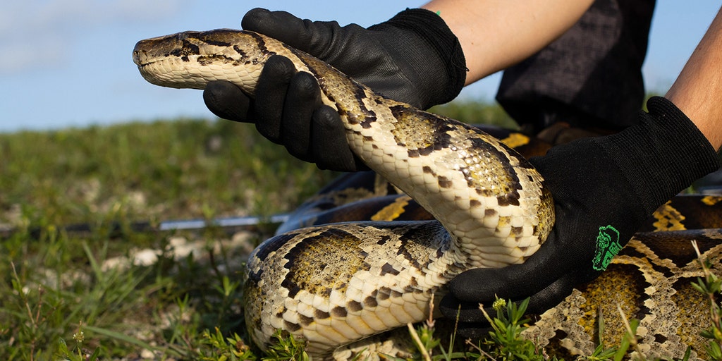 Snake Hunter laimē 10 000 USD pēc tam, kad tika pieķerts Florida Everglades Challenge
