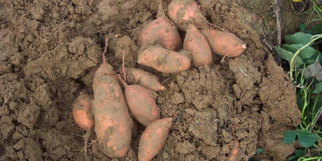 sweet potato soil