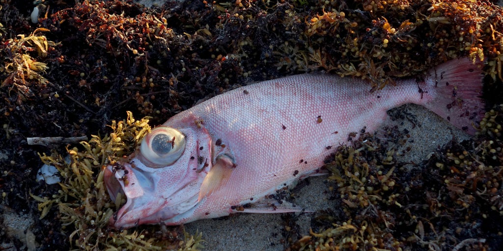 Red tide is blooming in Southwest Florida after Hurricane Ian. Will it reach Tampa Bay?