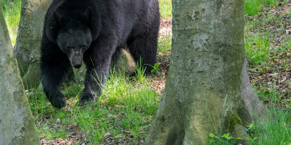 Boy hospitalized after bear attack in New York police say Boy hospitalized after bear attack in New York police say
