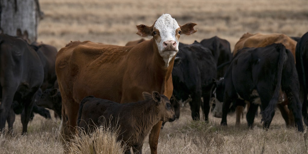 Drought-ravaged corn is starving the cattle industry and hiking up ...