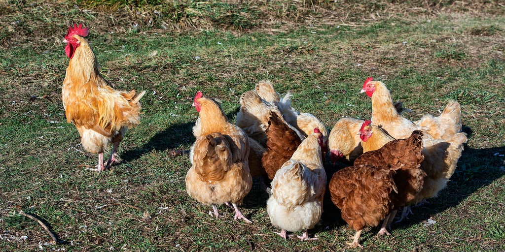 Florida poultry farm loses almost everything, again, to hurricane | Fox ...