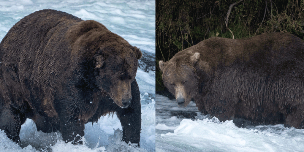 Bear-ly recognizable: Live cameras show how the fuzzy creatures change  after hibernation