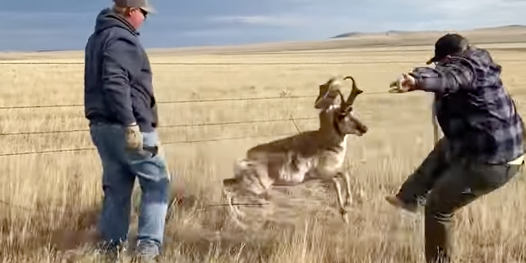 Watch South Dakota antelope gives new meaning to 'shoehorn' after life