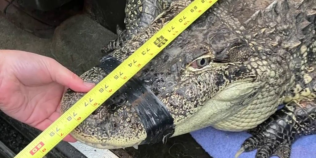 Alligator conservation efforts