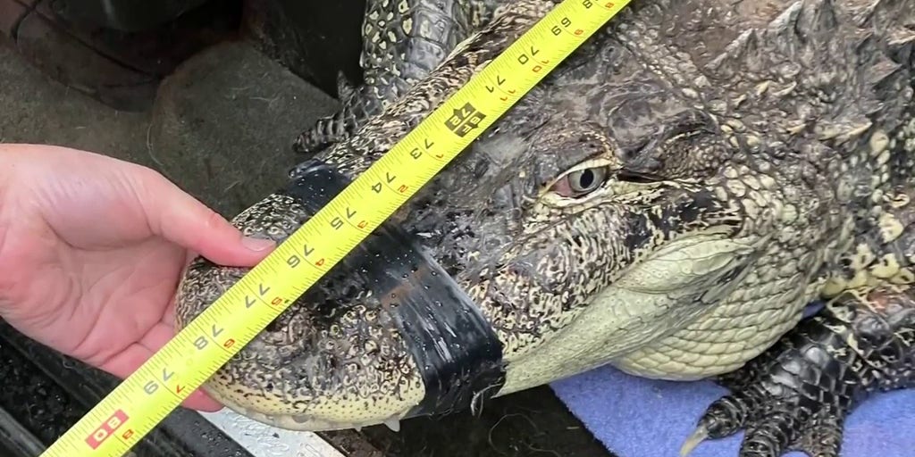 Traveling Habits of Alligators: Exploring the Range and Migration Patterns 5 Alligator conservation efforts