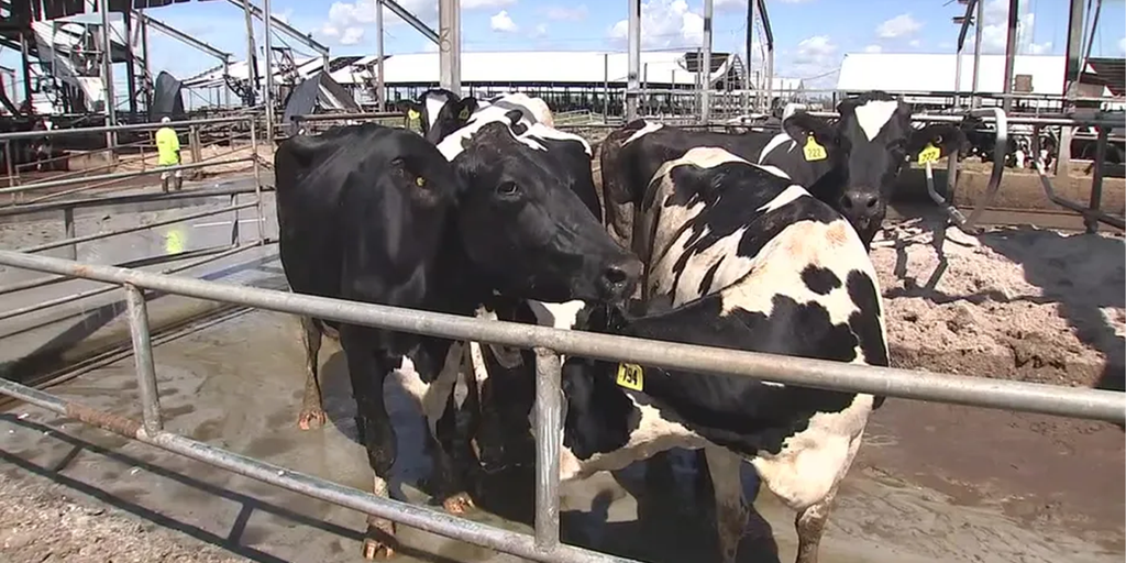 More than 200 milk cows killed at Florida farm during Hurricane Ian