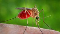 New Hampshire death caused by 'rare' disease transmitted by mosquitoes