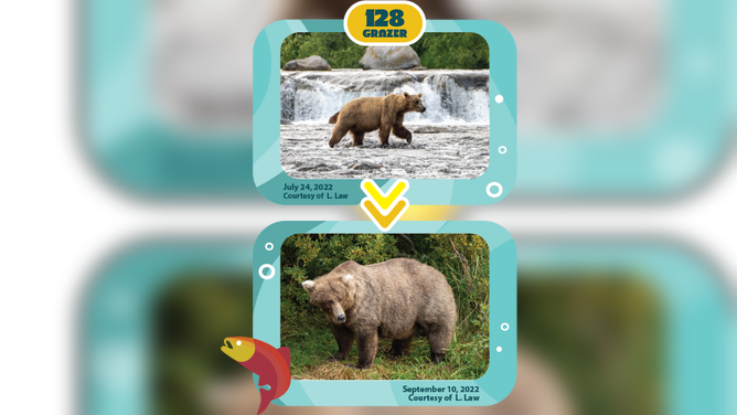 15 Bear Idioms to Celebrate Fat Bear Week 2022 — LinguaLinkDC