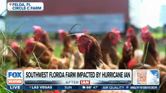 Florida Poultry Farm Loses Almost Everything, Again, To Hurricane | Fox ...