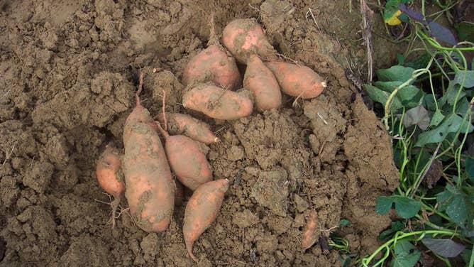 A collection of sweet potatoes resting in the dirt.