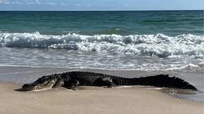 A large alligator decided to kick off the weekend with a day at the beach in Florida.
