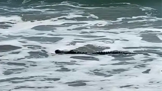 A large alligator decided to kick off the weekend with a day at the beach in Florida.