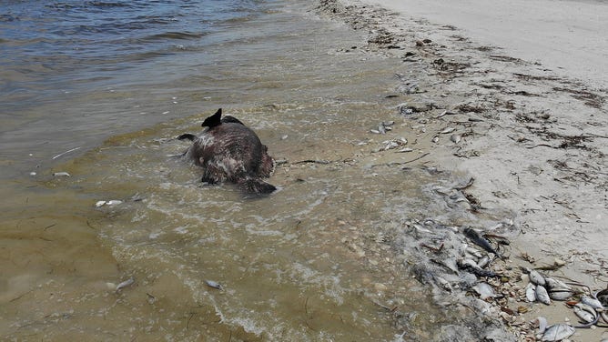 Red tide is blooming in Southwest Florida after Hurricane Ian. Will it reach Tampa Bay?