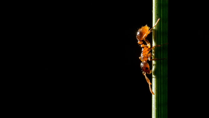 An ant crawls down a blade of grass.