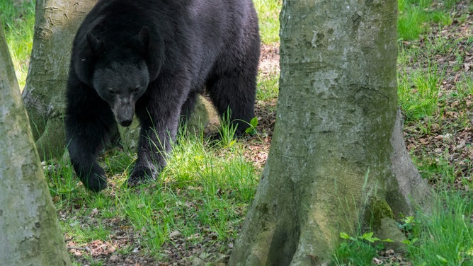 American black bear (Ursus americanus) foraging in forest among trees.