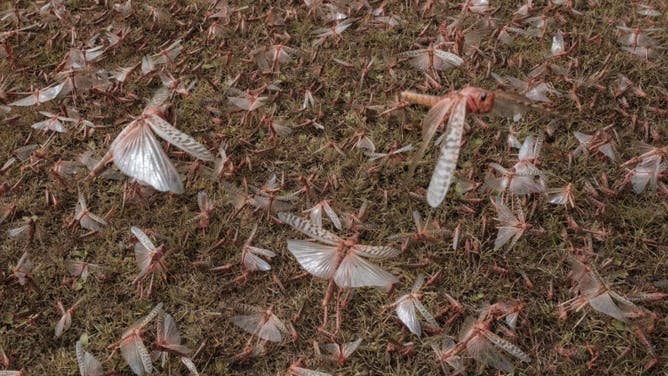 A picture taken on February 9, 2021, shows a swarm of desert locust covering the ground in Meru, Kenya.