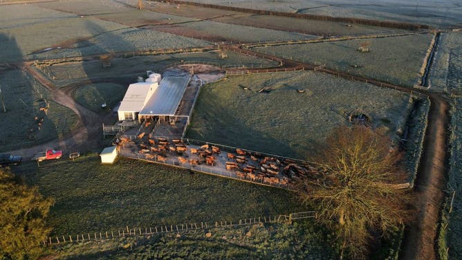 A photo taken on August 13, 2022 shows a herd of cows during milking time on a dairy farm near Cambridge in New Zealand's Waikato region, known for its fertile land and dairy industry.