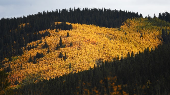 PARK COUNTY, COLORADO - SEPTEMBER 27: Fall colors are starting to peak on Kenosha Pass on September 27, 2022 in Park County, Colorado. (Photo by RJ Sangosti/MediaNews Group/The Denver Post via Getty Images)