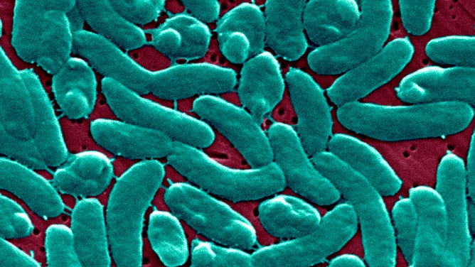 This Scanning Electron Micrograph Sem Depicts A Grouping Of Vibrio Vulnificus Bacteria 