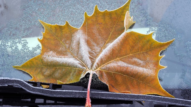 Frosted leaf on windshield