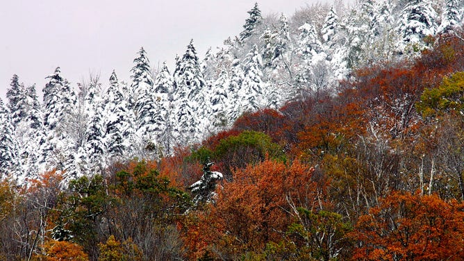 Snow blankets fall foliage