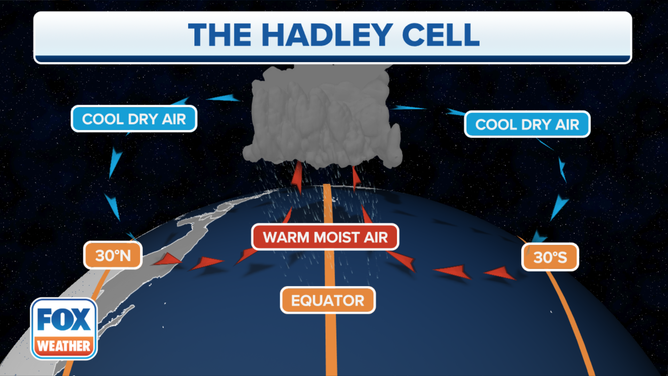 Warm air from the equator rises and then moves toward the poles, before cooling and sinking back to the Earth's surface.