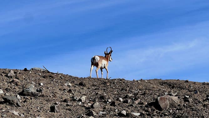Yellowstone National Park