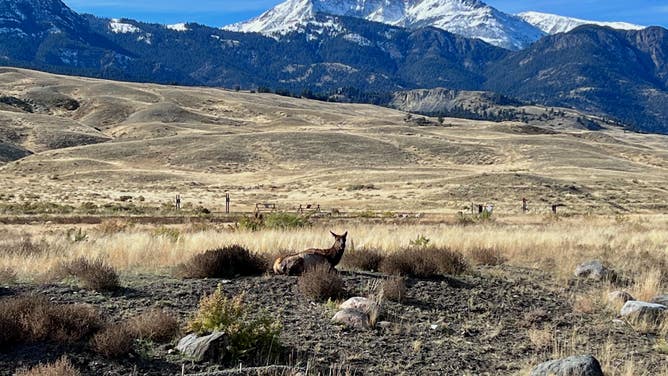 Yellowstone National Park