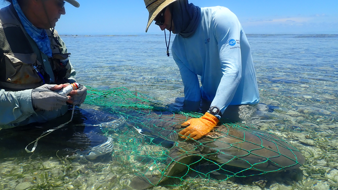 Scientists from New England Aquarium measure an 8-foot adult nurse shark in the shallows of the Dry Tortugas nurse shark breeding ground. The sharks are captured in large dip nets and then restrained in the nets and kept in the water where they can breathe comfortably, allowing the scientists to collect measurements and apply tags to the sharks.