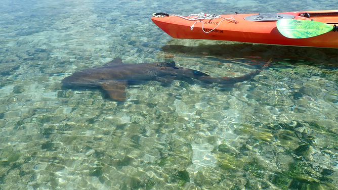 An adult nurse shark swims next to a research kayak in the Dry Tortugas nurse shark breeding ground. The sharks use this shallow site for courtship and mating every year in June and July.