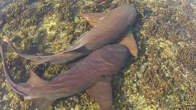 Two adult female nurse sharks rest together in the shallows of the Dry Tortugas nurse shark breeding ground. Females often spend long hours in the warm, shallow waters during the mating season whereas males make multiple, short visits to approach the females and occasionally attempt to mate with them. The sharks use this shallow site for courtship and mating every year in June and July.