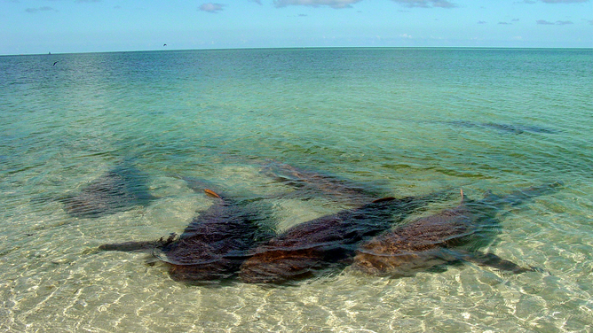Adult female nurse sharks rest together in the shallows of the Dry Tortugas nurse shark breeding ground. Females often spend long hours in the warm, shallow waters during the mating season whereas males make multiple, short visits to approach the females and occasionally attempt to mate with them. The sharks use this shallow site for courtship and mating every year in June and July.