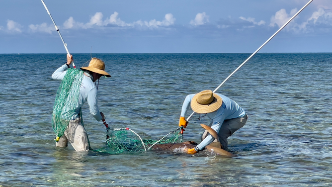 Two scientists from New England Aquarium use large hoop nets to capture an 8-foot nurse shark from the shallows of the Dry Tortugas shark breeding ground. The sharks are then restrained in the nets and kept in the water where they can breathe comfortably, allowing the scientists to collect measurements and apply tags to the sharks.