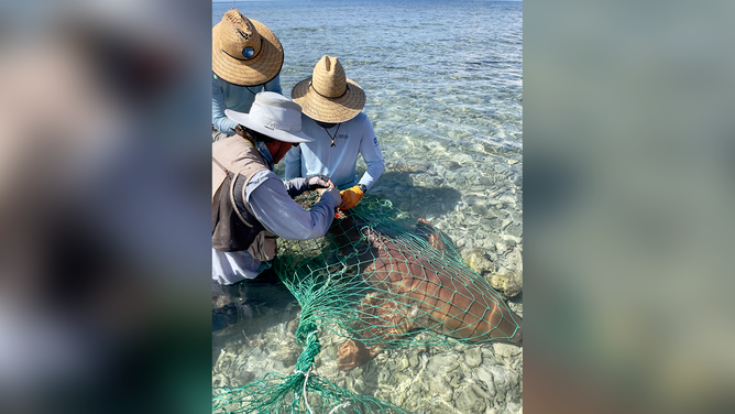 Scientists from New England Aquarium apply tags to an 8-foot adult nurse shark in the shallows of the Dry Tortugas nurse shark breeding ground. The sharks are captured in large dip nets and then restrained in the nets and kept in the water where they can breathe comfortably, allowing the scientists to collect measurements and apply tags to the sharks.