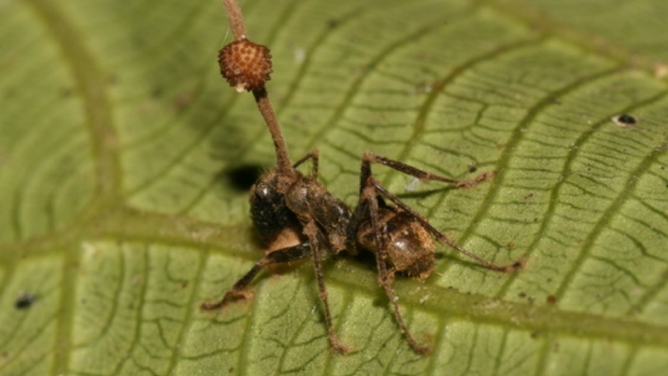 An infected "zombie" ant, having had an fungal shoot burst out of its skull.